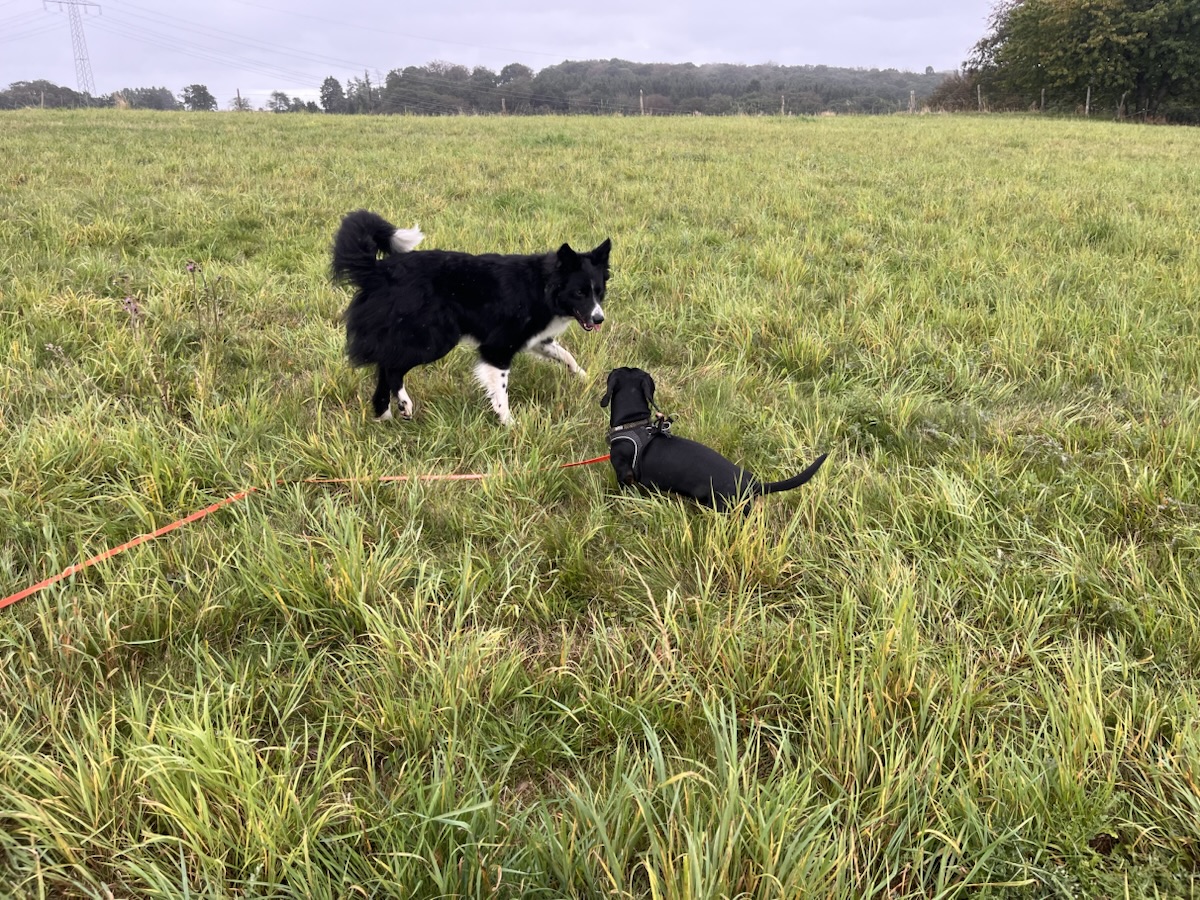 Kalle & die Hundejungs